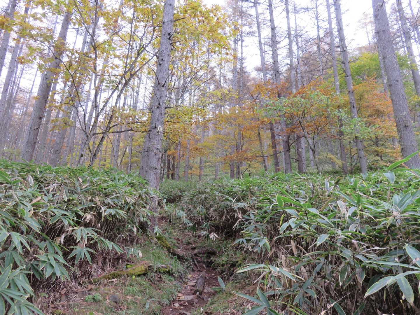小屋平からの急登はやっぱりキツいです。