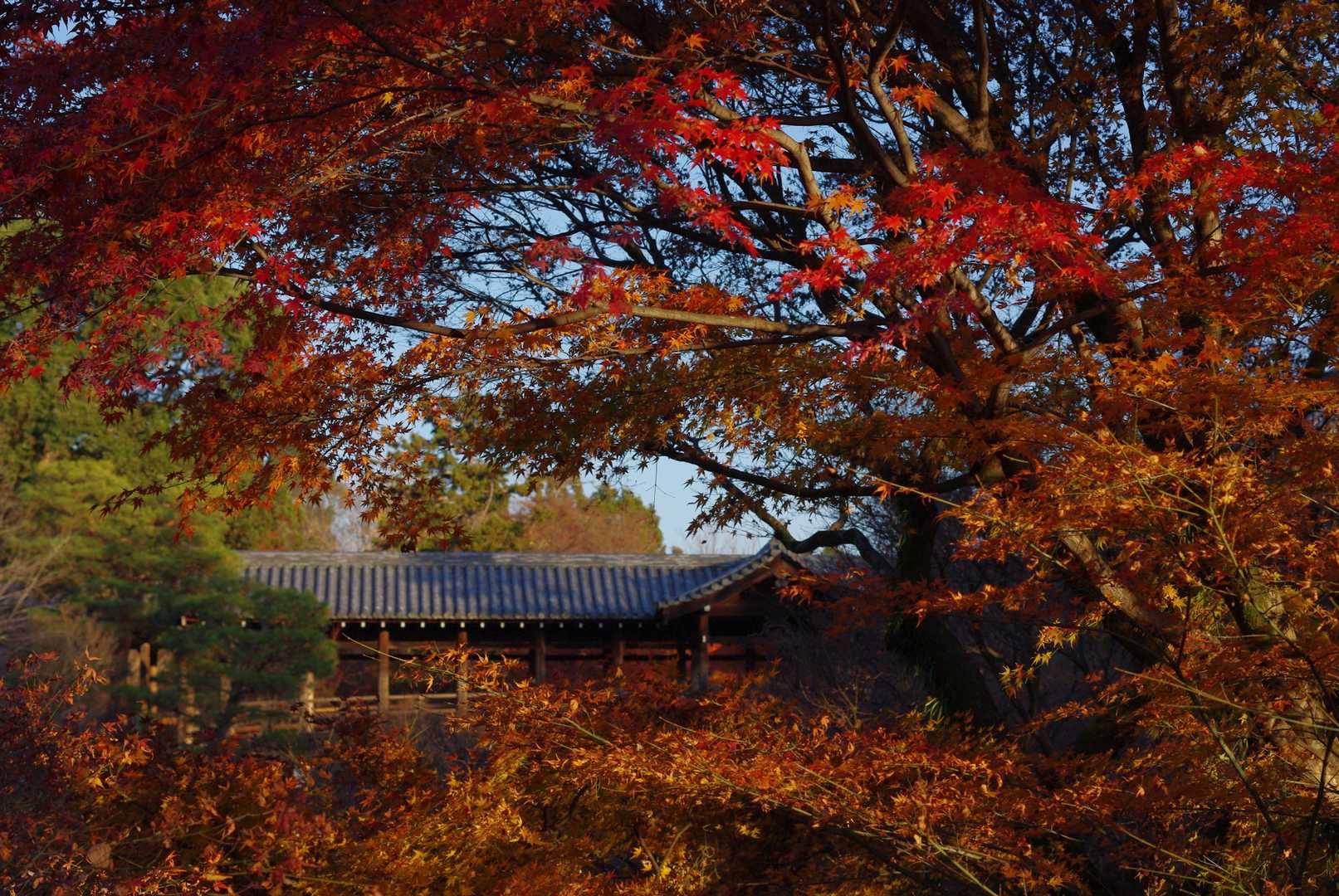 東福寺 臥雲橋から