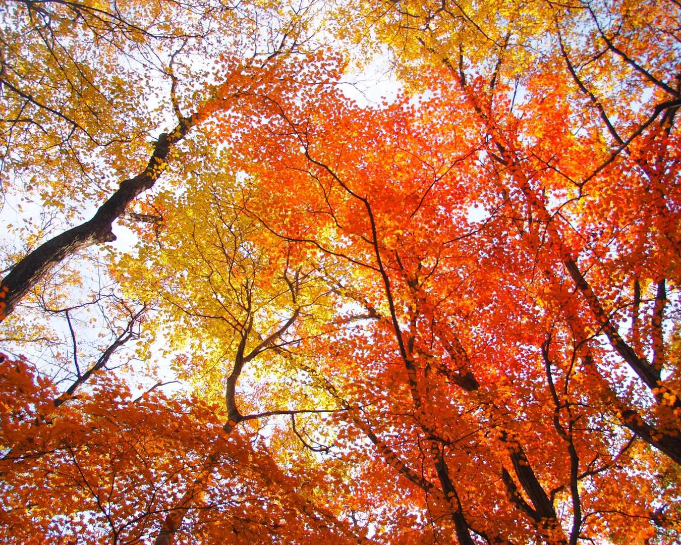 小谷山 往復コースの写真