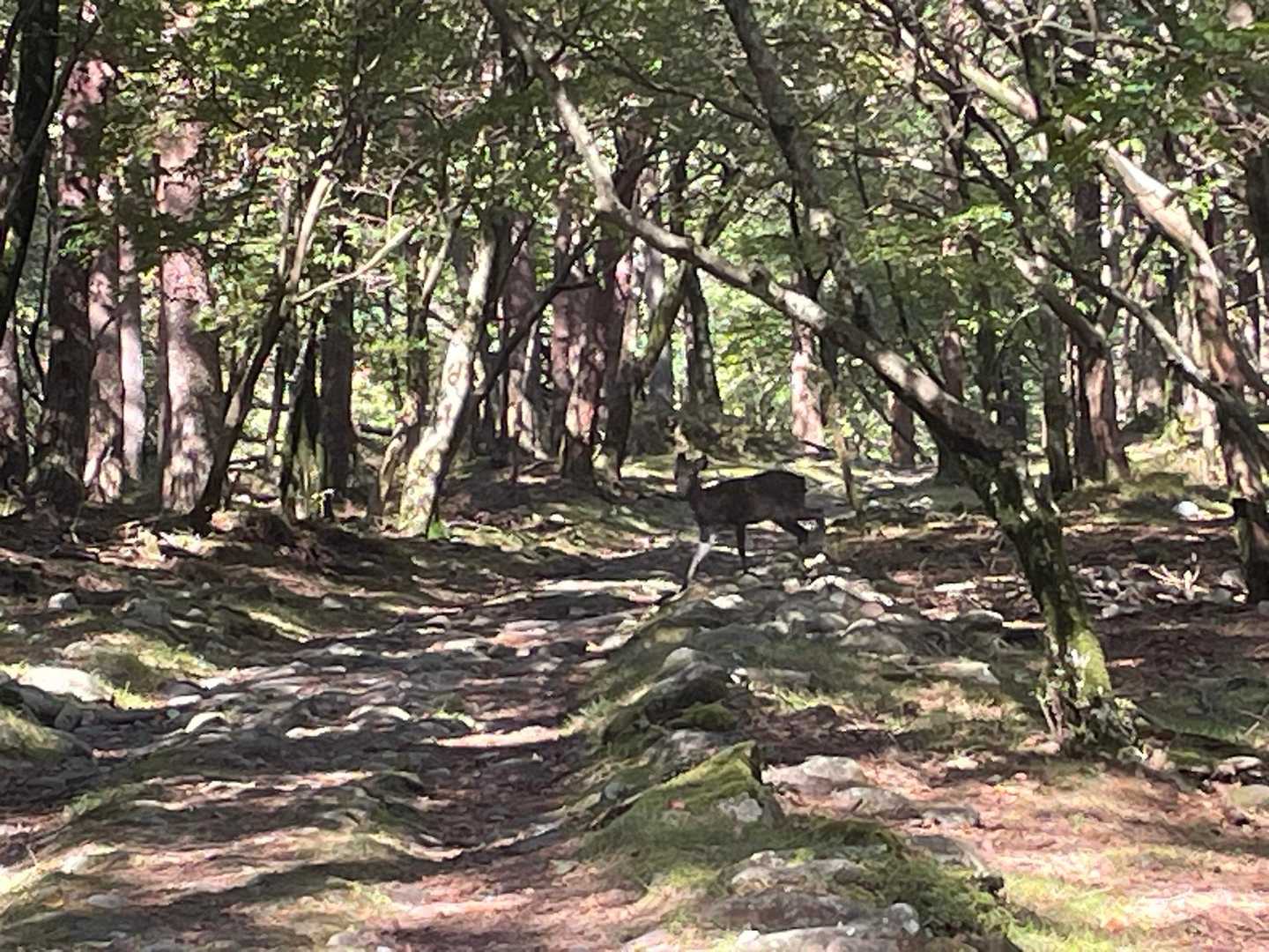不動池近くで、突然、鹿ちゃんが横断🦌🦌

今日は、至近距離で7匹の鹿ちゃんに出会えましたー