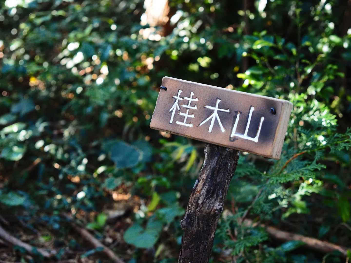 尾根上の小さなコブです
コース中アップダウンはほとんどありません