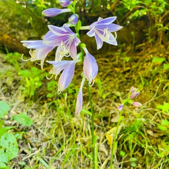 すず花