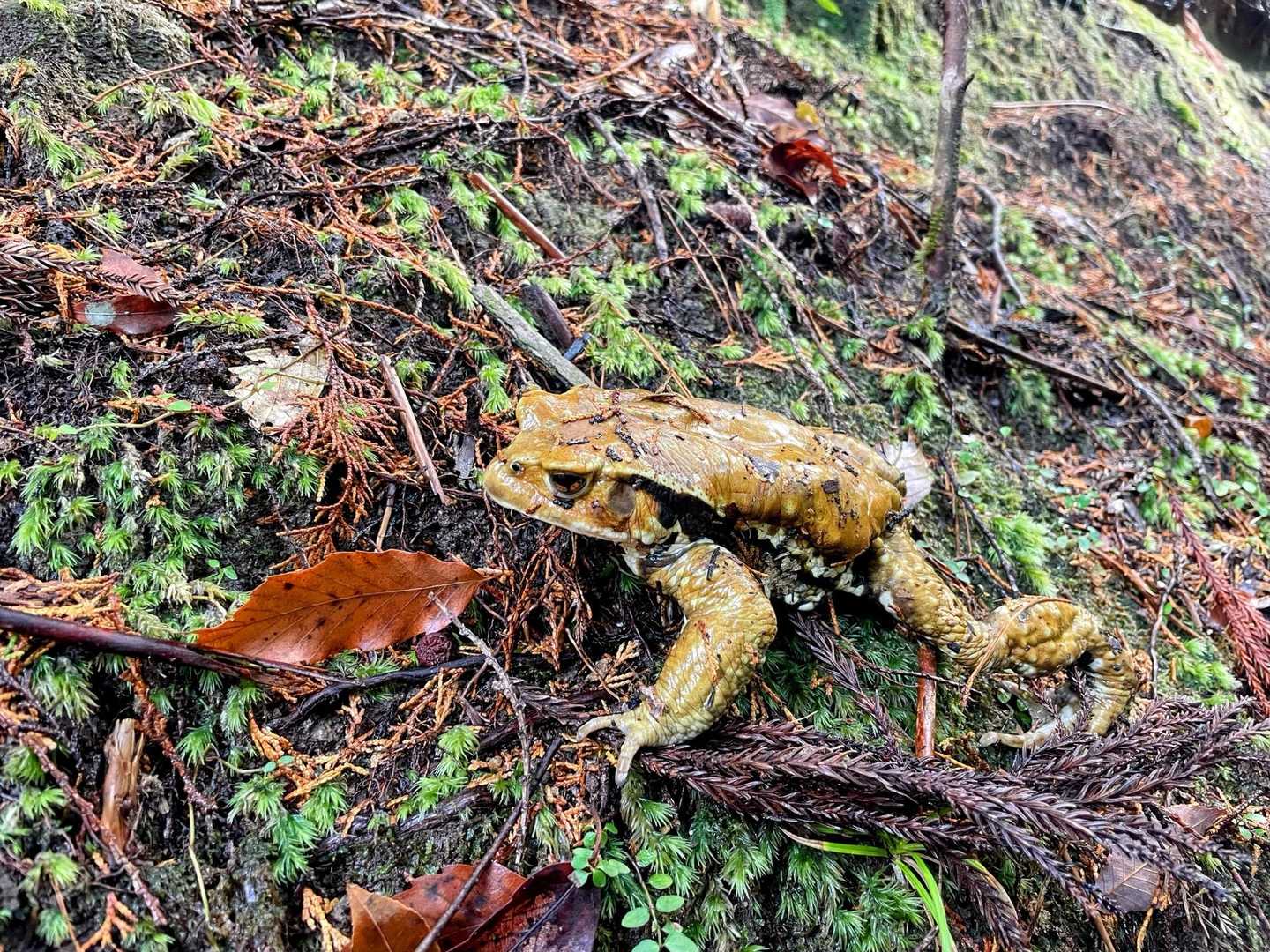 白い🐸