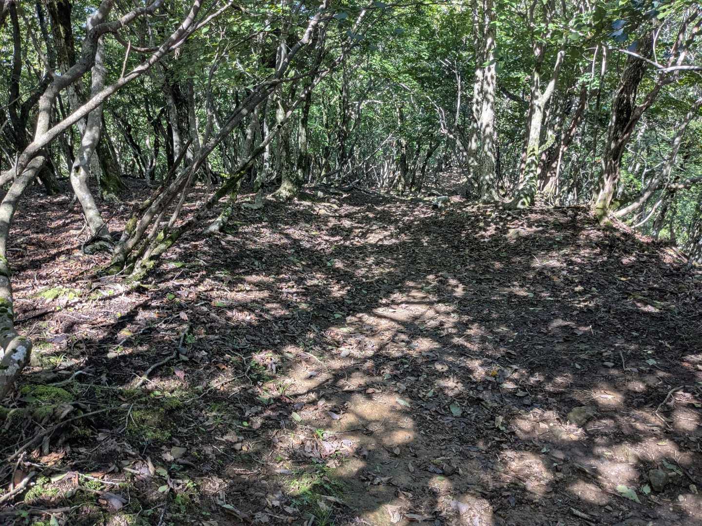 鳩ヶ峰へ、けっこう下ります🚶‍➡️
北のお山の土は播磨とは違って、黒く滑りやすい💦
鳥取の山友さんが言ってたの思い出し、慎重に降りるもズッコケまくりました笑