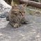 ねこるん
