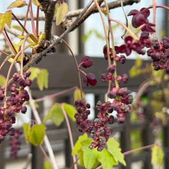 民家のミツバアケビ