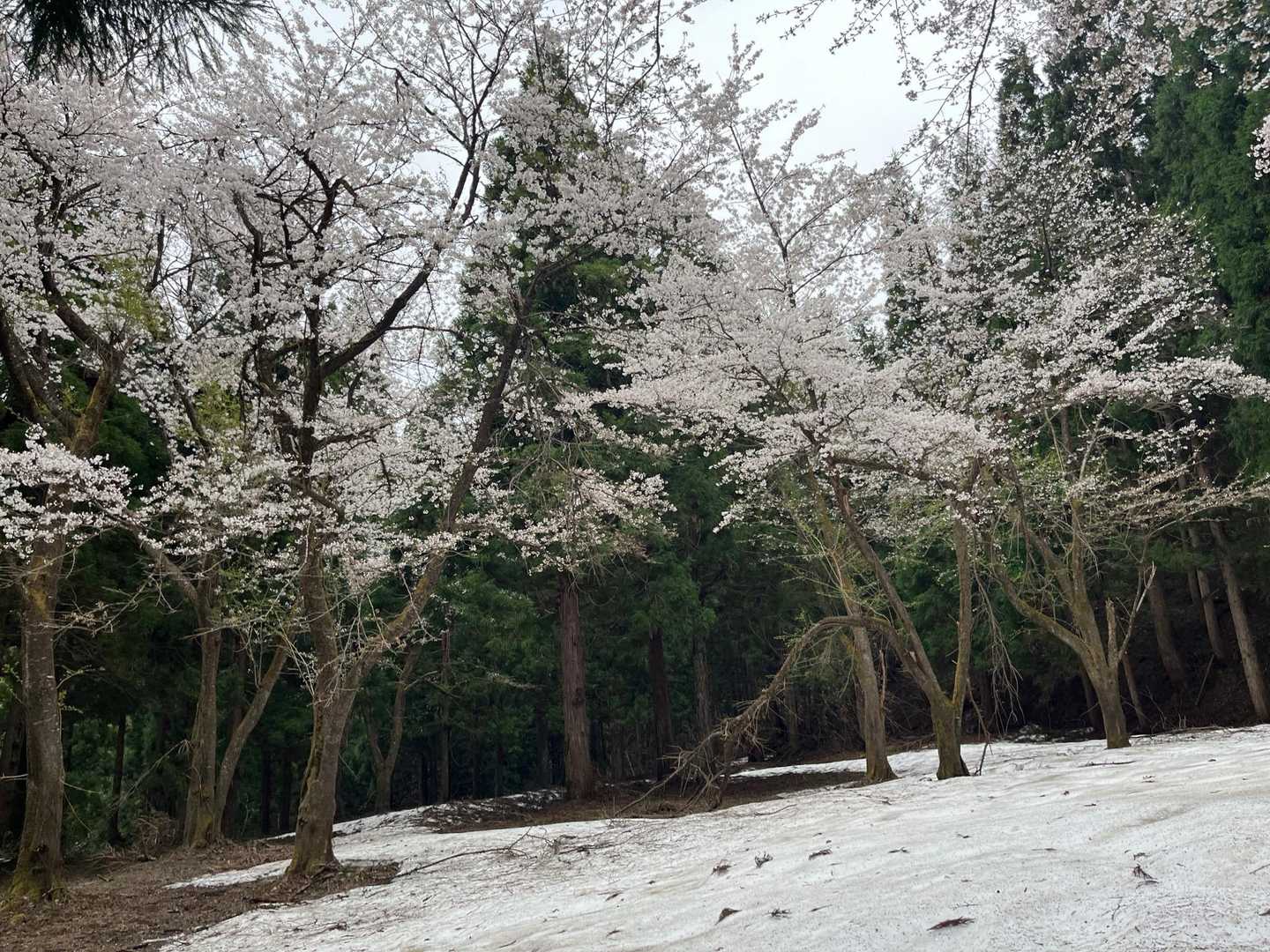 城坂を降りてから御間屋敷へ。
ここの桜もやっと来ました🌸