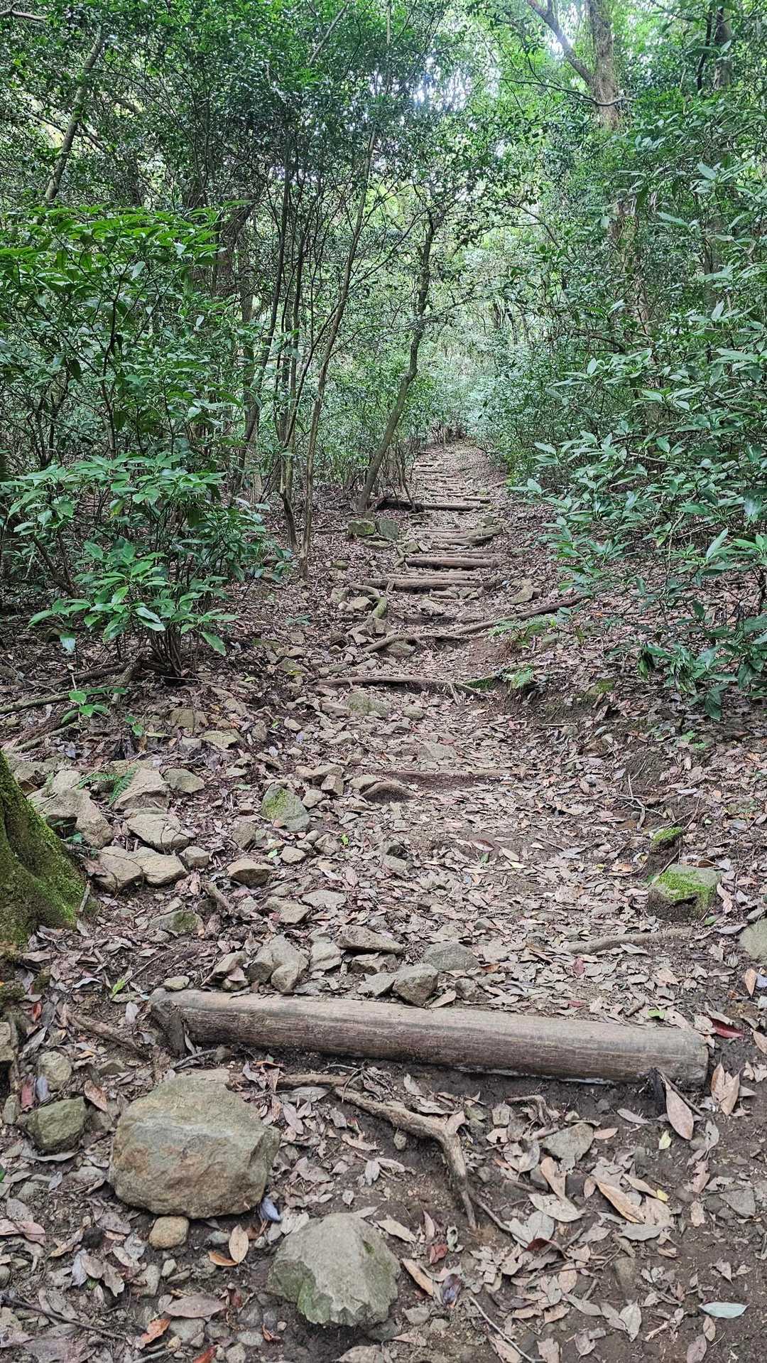 上野登山口-上野越・福智山分岐-鷹取山 往復コースの写真