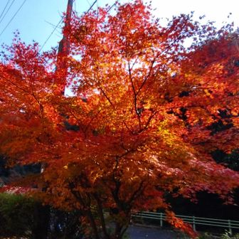 ずっと山歩してないせいかベタな舗装の登りが脚にくる。