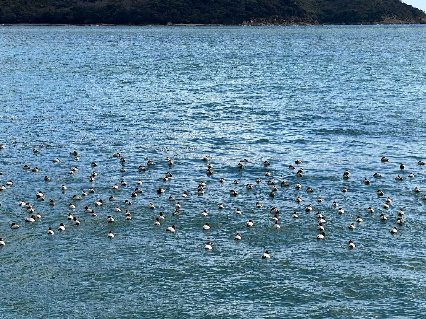 休憩中🦆