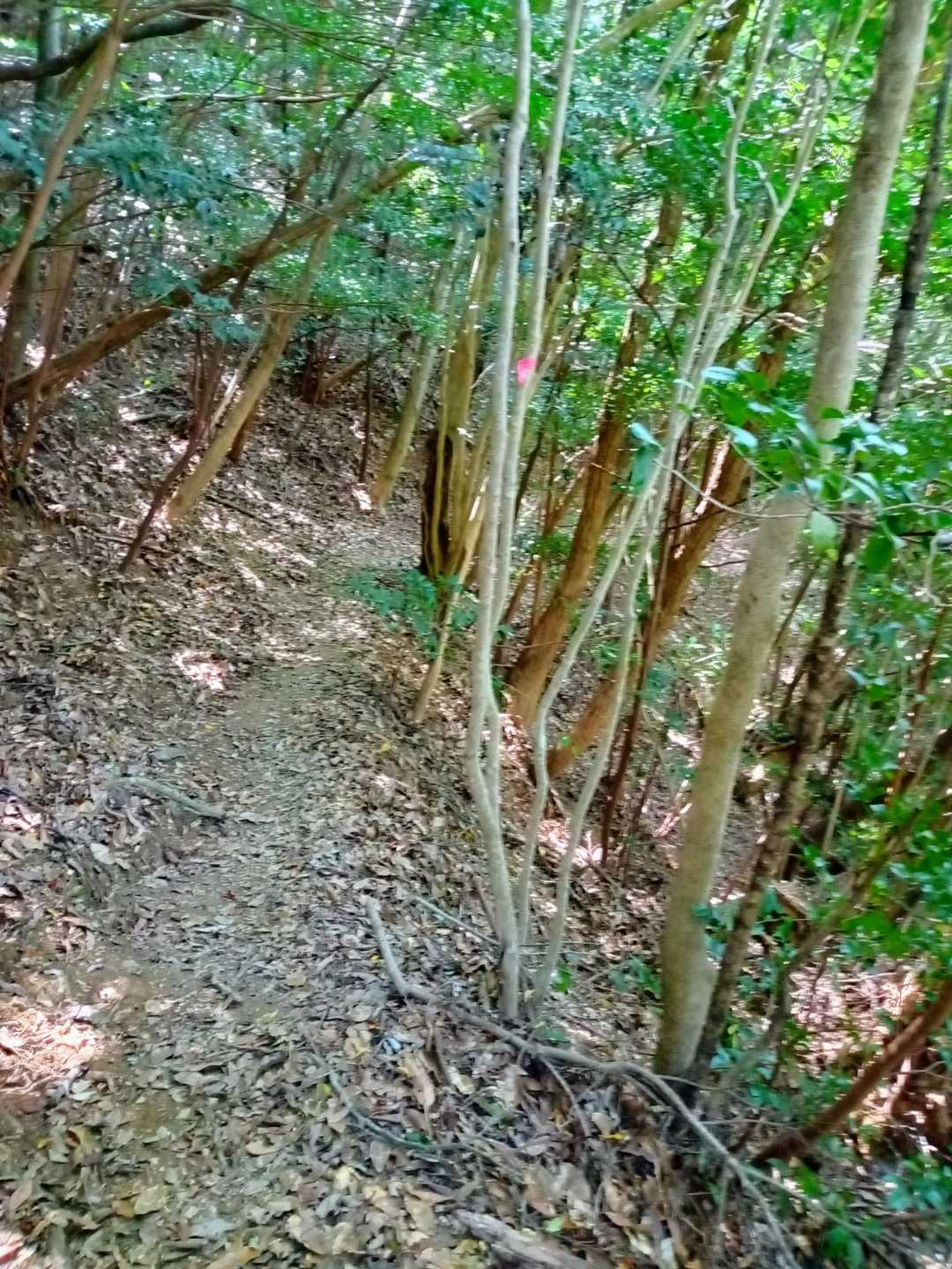 ドンドン🚶💨下山！