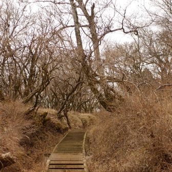 ブナ林を越えて