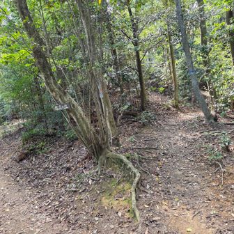 今回は金龍寺跡を通るコースのため、右へ