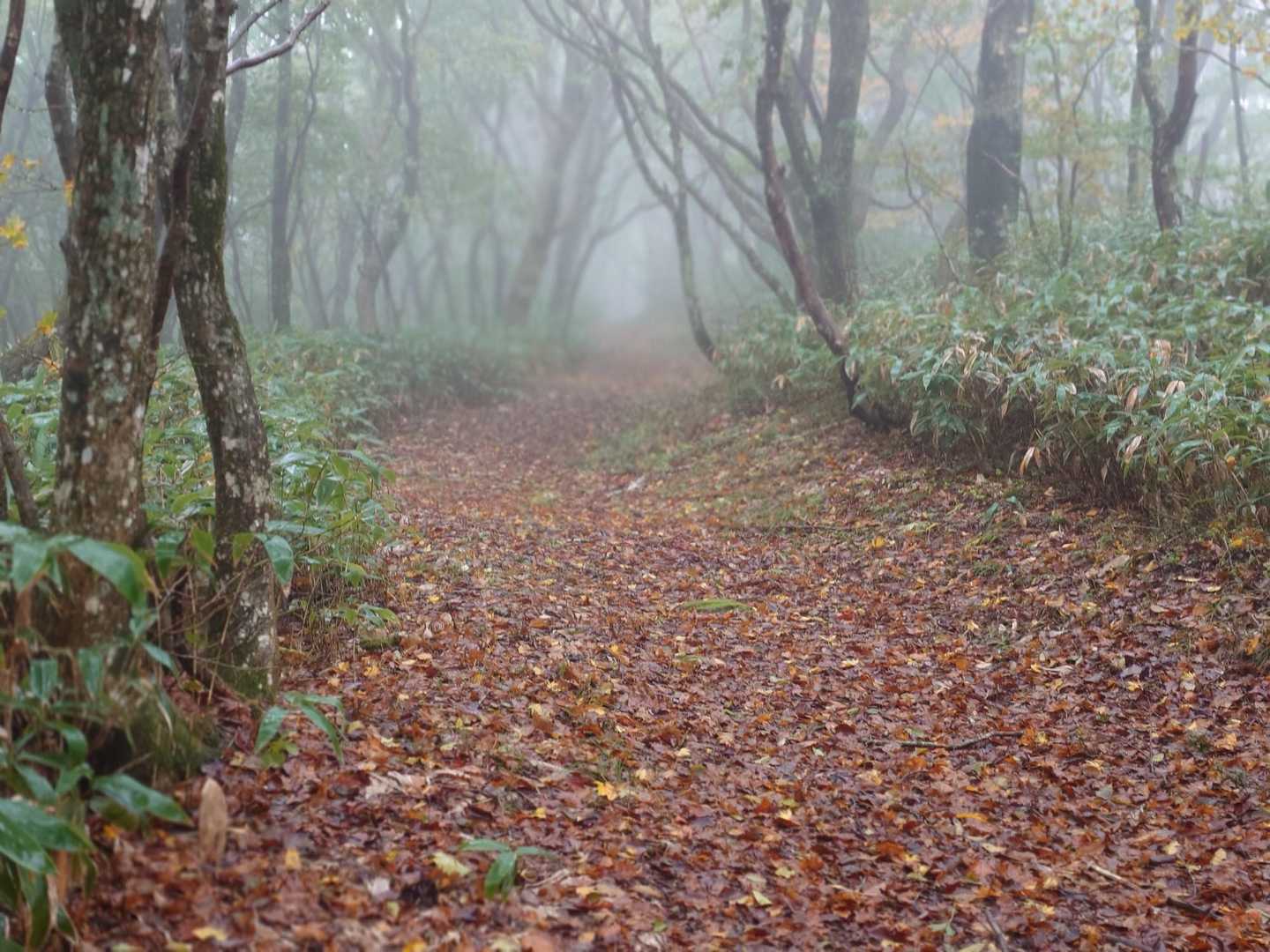 まだ紅葉してないょ🙄