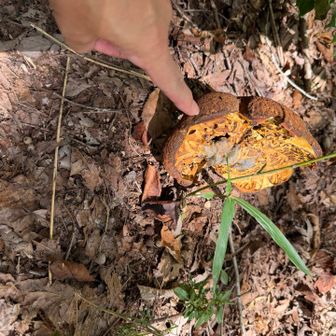 デカキノコ。カビが生えてた