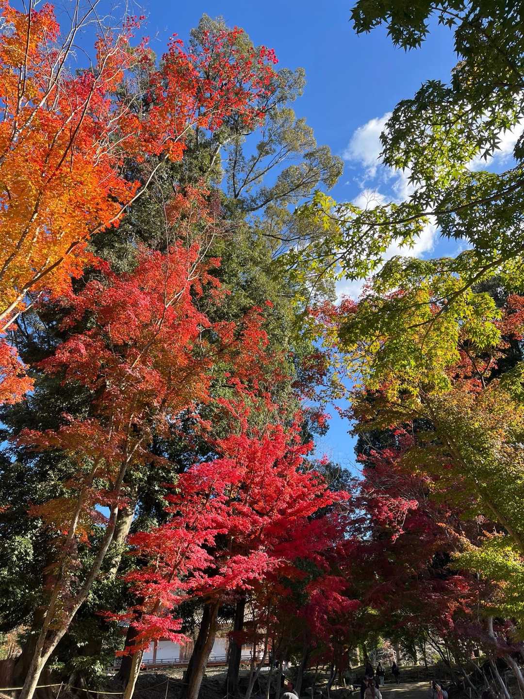 見事な紅葉
紅葉の赤が綺麗です