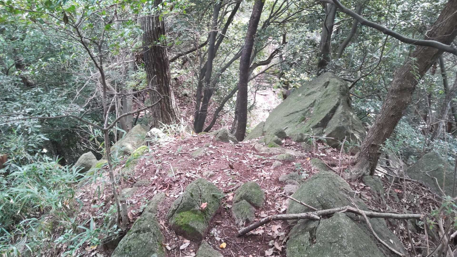 看板の北側を適当に登ったこのあたりが山頂？　山頂を示すものは見つけられませんでした。