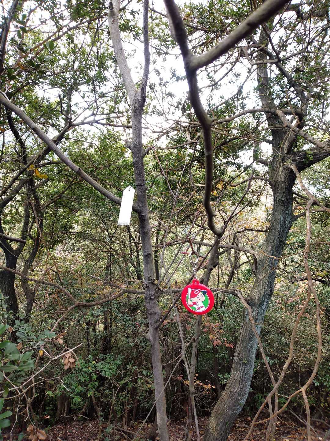11座目八幡山👏
いぬる
