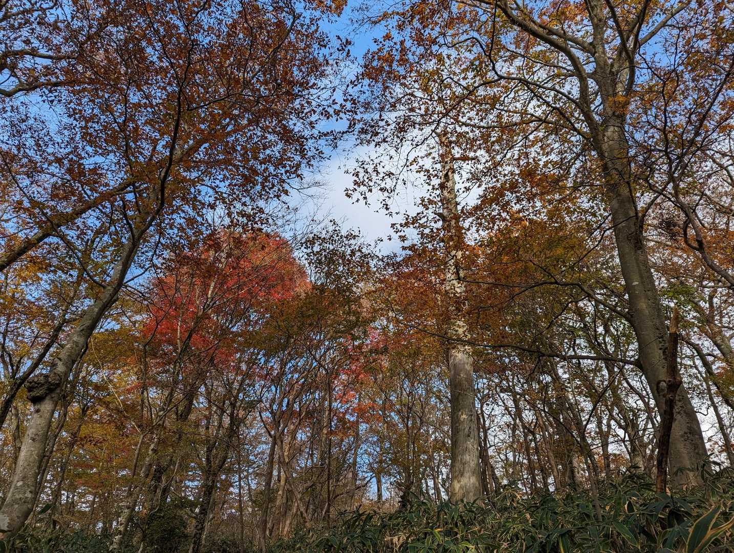 日輪寺-八溝山-旧参道入口-日輪寺入口 周回コースの写真