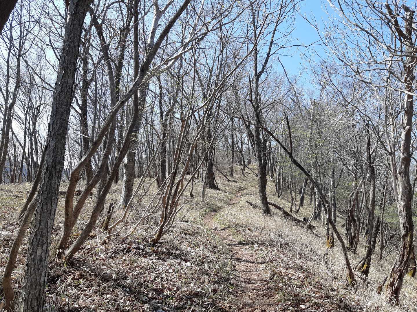 朝は  葉っぱ🌱が開いてないけど…
下山時は  若葉が‼️