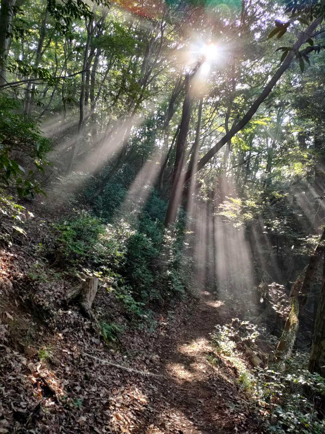 大正寺登山口-榎坂峠-文殊山 往復コースの写真