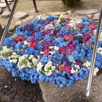 紫陽花の時期！