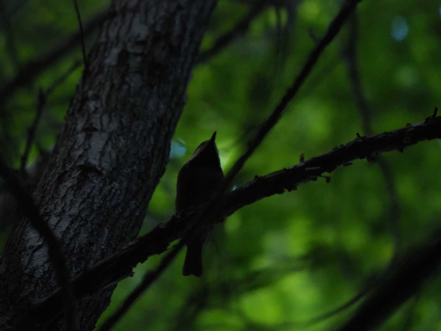 ヤマガラくん❓🤔