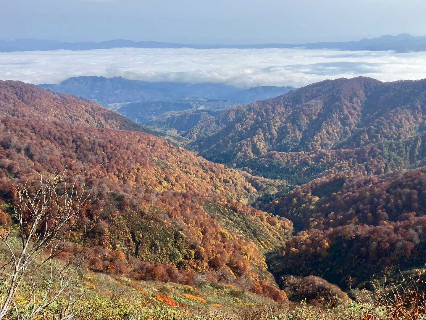 紅葉はだいぶ下に降りている。