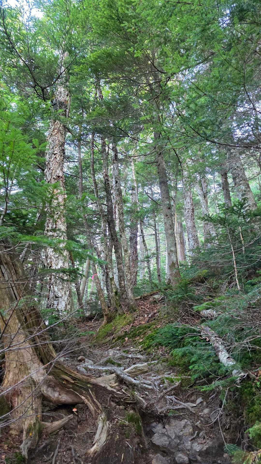 北沢峠-北沢峠バス停-栗沢山-仙水峠 周回コースの写真
