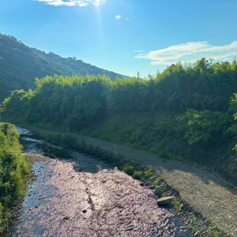 川の上を沢山のトンボが飛んでいた🫪
点々はゴミに見えるけどトンボです🥹
