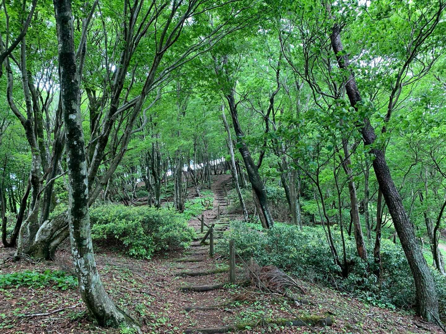 長老ヶ岳 往復コースの写真