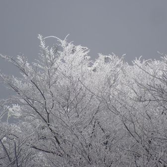 樹氷～