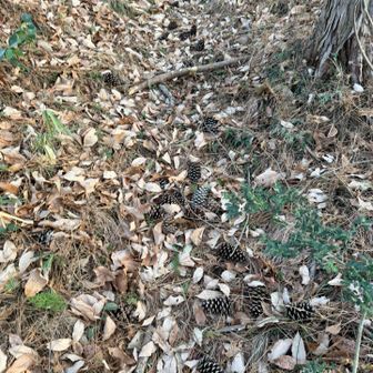 松ぼっくりが道しるべのように落ちてます