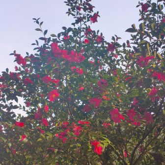 ツバキが綺麗に😍