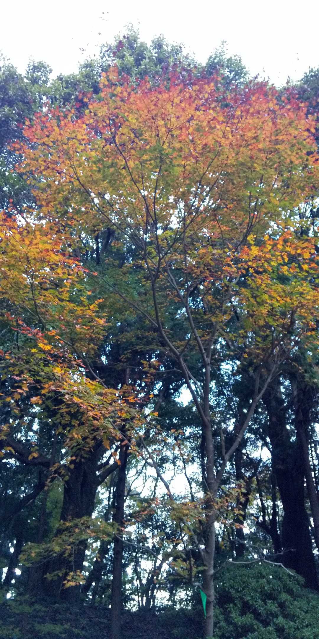 色付き始めた紅葉