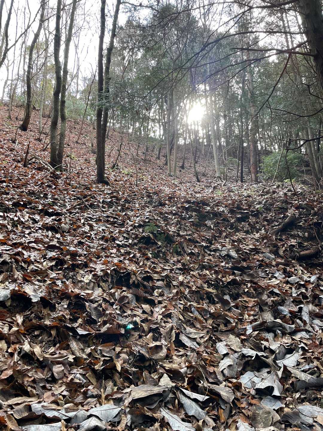 ホウバの木はどれだろうと、見上げるけど分からない🤔