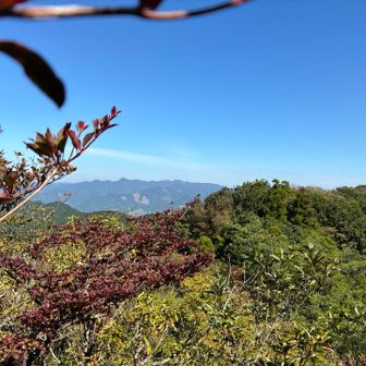 木々の上から山々が見えます。（北方向）