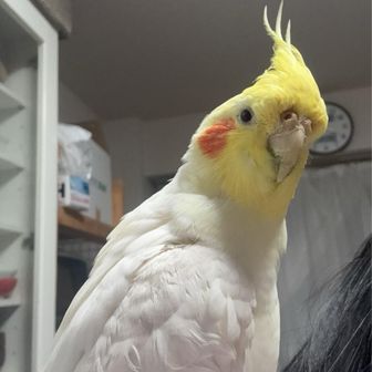 メラ子