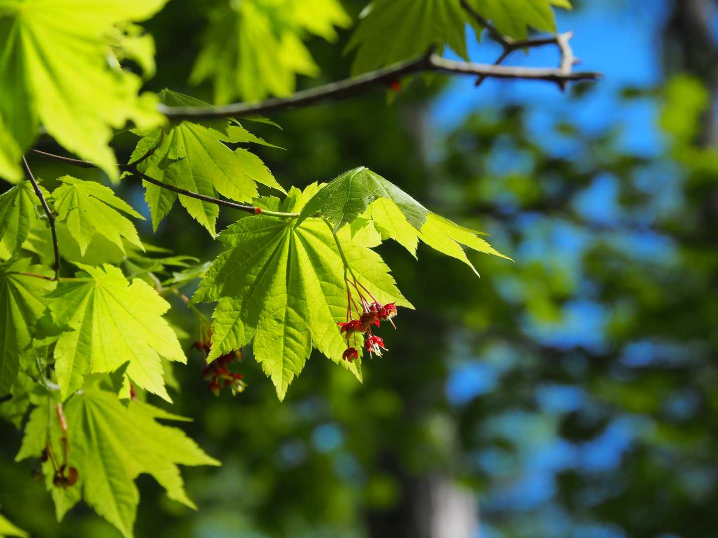 ハウチワカエデに花が咲いていました