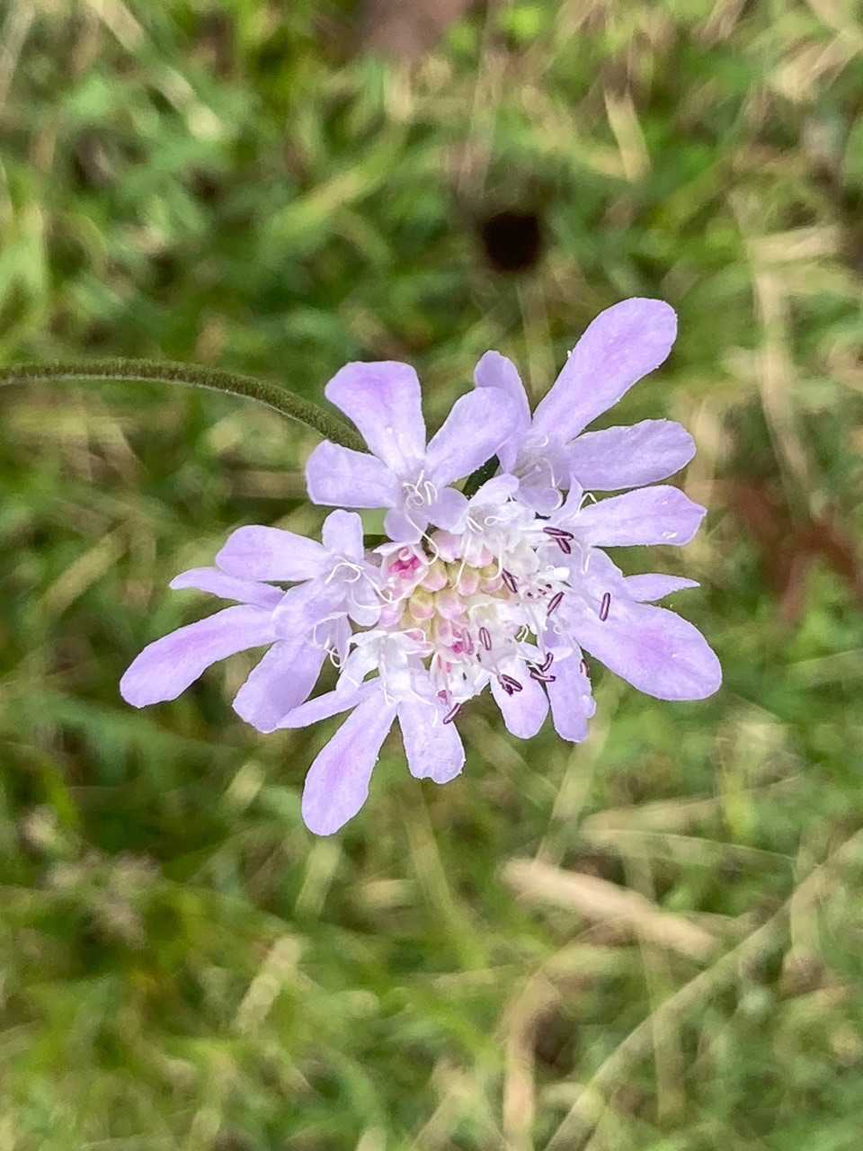 一番会いたかったマツムシソウ(松虫草)🦗
