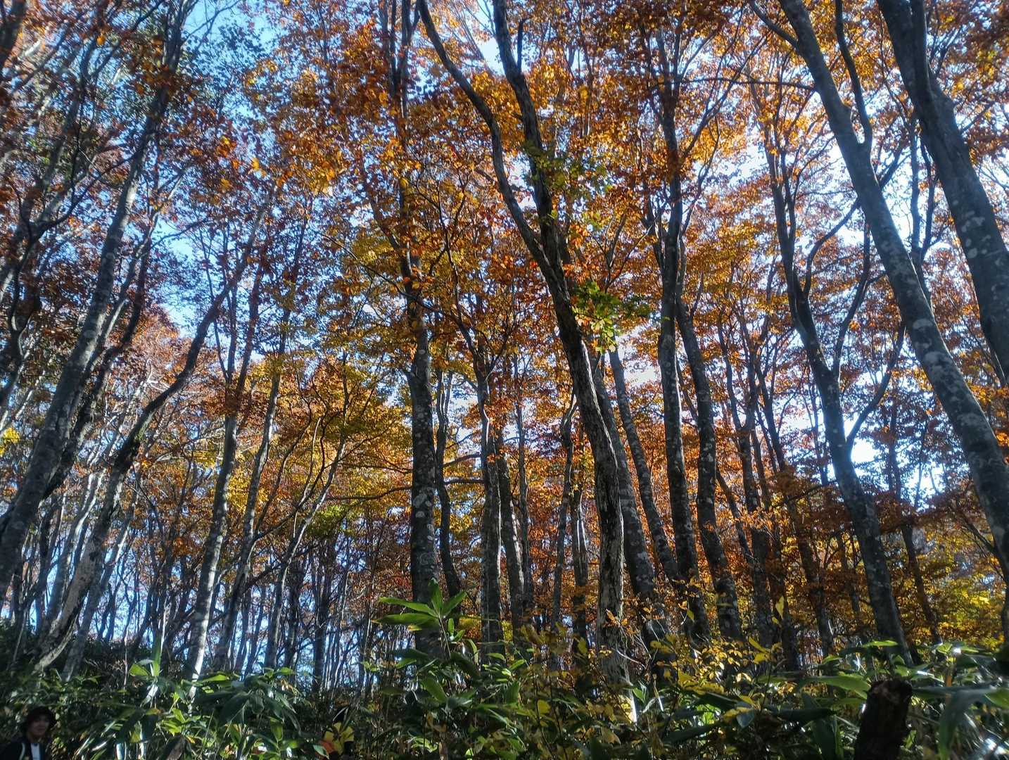 この日の荒島岳は紅葉がほんとにきれい