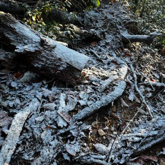 薄らだけど、雪綺麗だなー。
そして、グレーピークをゲットしに行ったけど、取付きが分からなくて、ここでUターン。