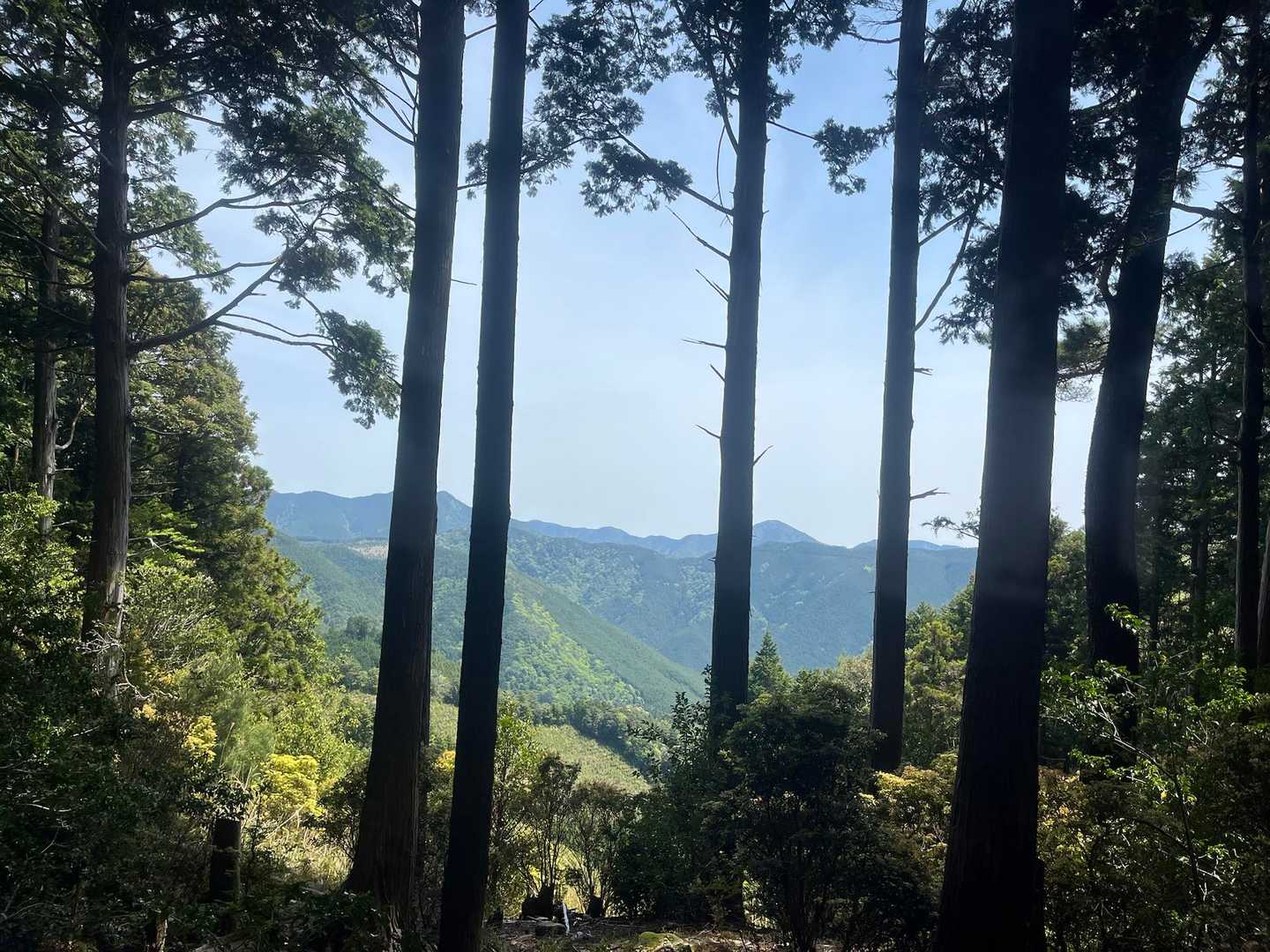 杉の隙間から景色を見ます。