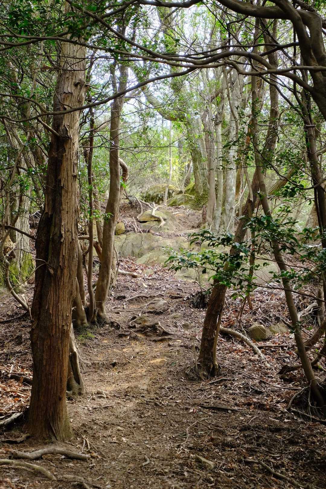 帰りましょ
快適登山道
