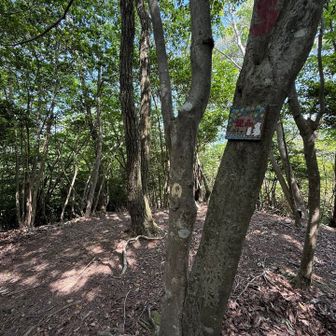 続いて熊山に到着。
子だくさんの熊さんのようで