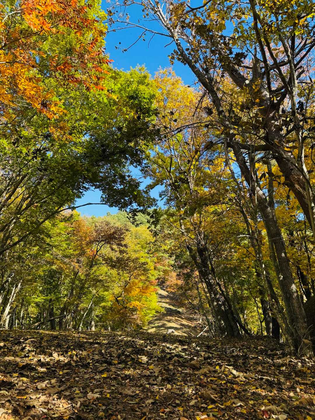 鶯宿峠-滝戸山登山口-滝戸山-名所山-黒坂峠-春日山 周回コースの写真