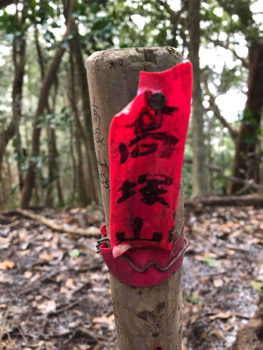 高塚山山頂です⛰
かろうじて残ってます🪧😅