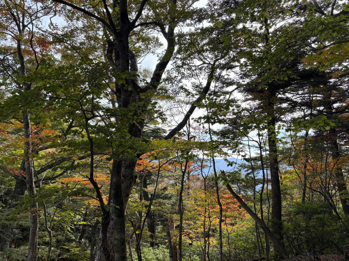 青石登山口-馬子岳-目丸山 往復コースの写真
