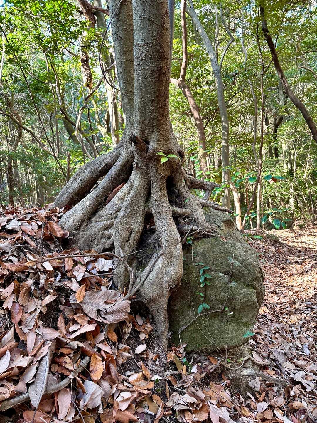 くじゅうの男池の雰囲気やね👌