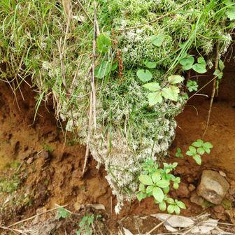 苔がこんなに伸びて